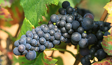 ピノ・ノワール