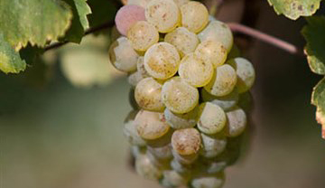 プティ・メリエ