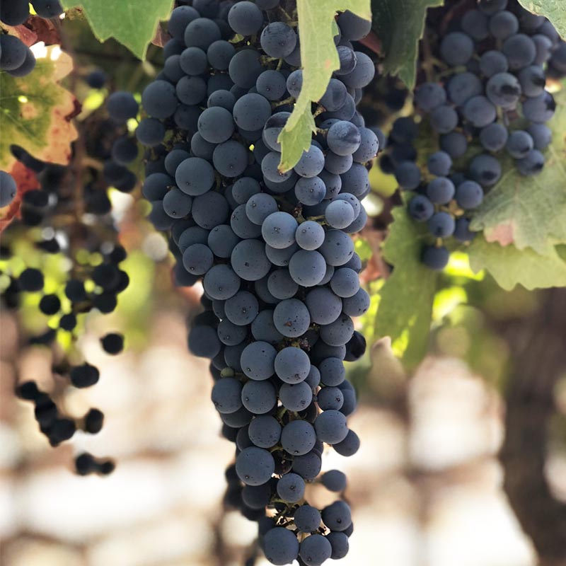 カベルネ・ソーヴィニヨン