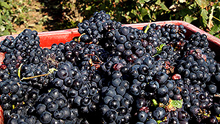 シャンパーニュを生み出すブドウ品種