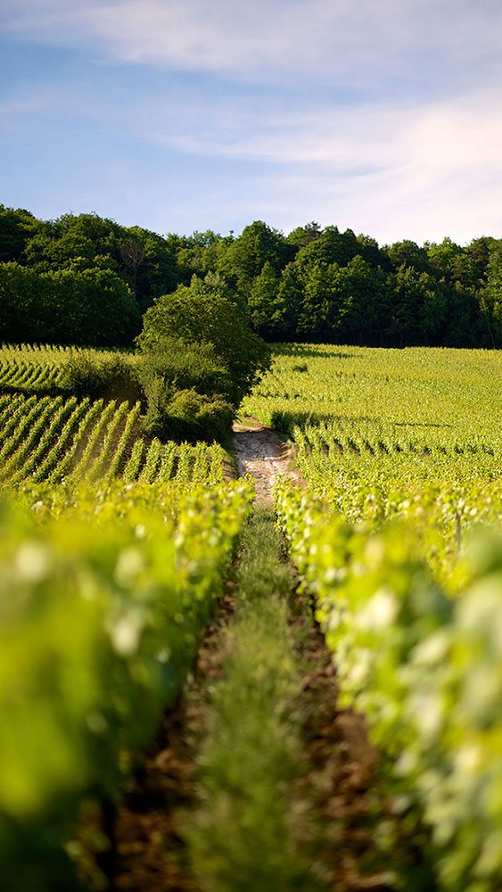 THE CHAMPAGNEは、シャンパーニュ選びの羅針盤です。